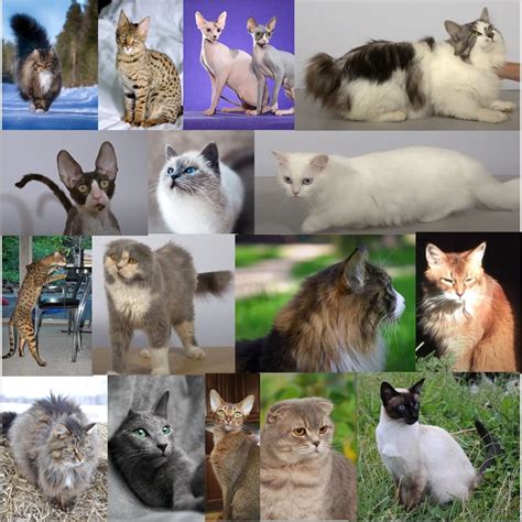 grande race de chat|liste de chat race.